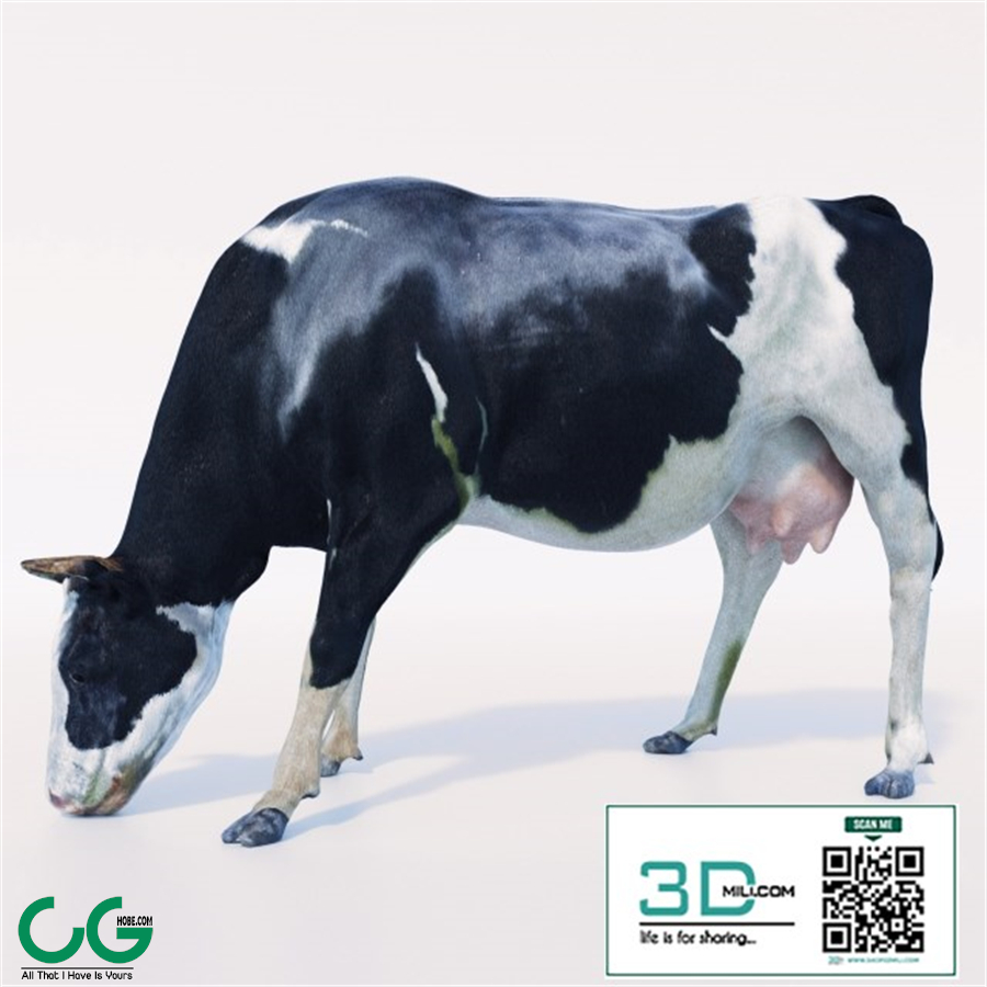 Cow